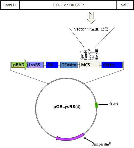 LysRS - DKK2 또는 LysRS - DKK2-Fc의 cloning