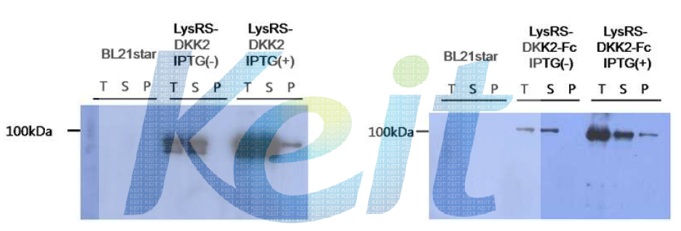 LysRS - DKK2 또는 LysRS - DKK2-Fc 단백질 발현 확인을 위한 western blot