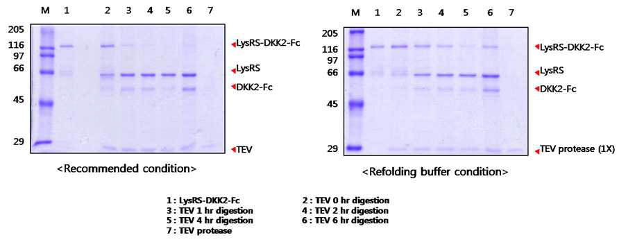 LysRS - DKK2-Fc의 단백질의 tev cleavage