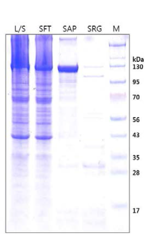 LysRS-DKK2Fc의 SP-Sepharose 정제공정 시료 분석