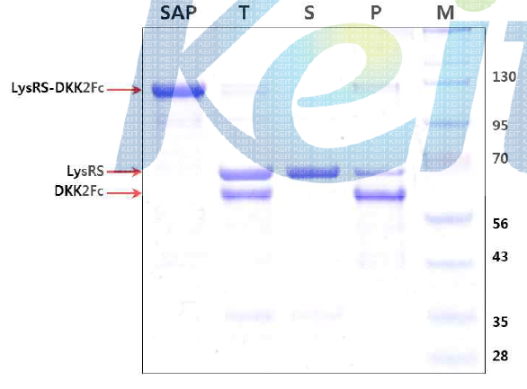 LysRS-DKK2Fc 단백질의 TEV cleavage.