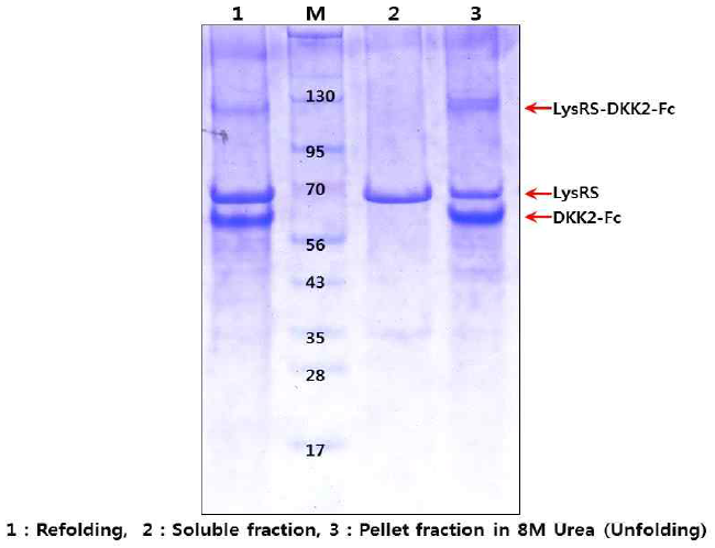LysRS-DKK2Fc 단백질의 TEV cleavage와 refolding