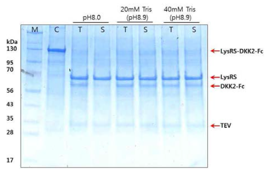 LysRS - DKK2Fc 단백질의 TEV cleavage.