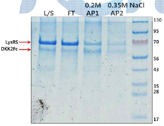 DKK2Fc(Refolding)의 SP-Sepharose 정제공정 시료분석