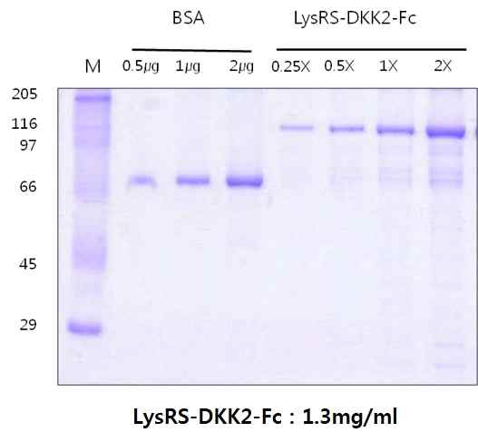 LysRS – DKK2-Fc 단백질 정량