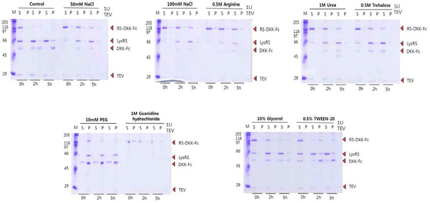 Protein solubility에 영향을 주는 다양한 조건에서 solubility 확인