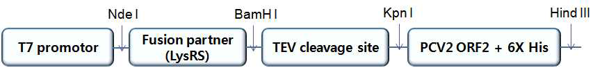 Schematic diagram construct of recombinant protein.
