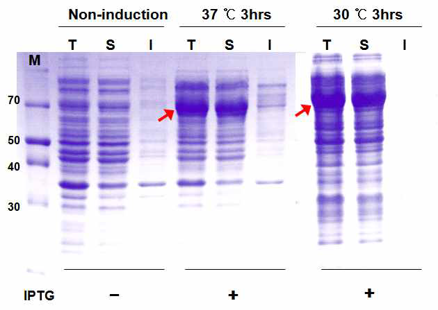 Expression of LysRS-PCV2 ORF2