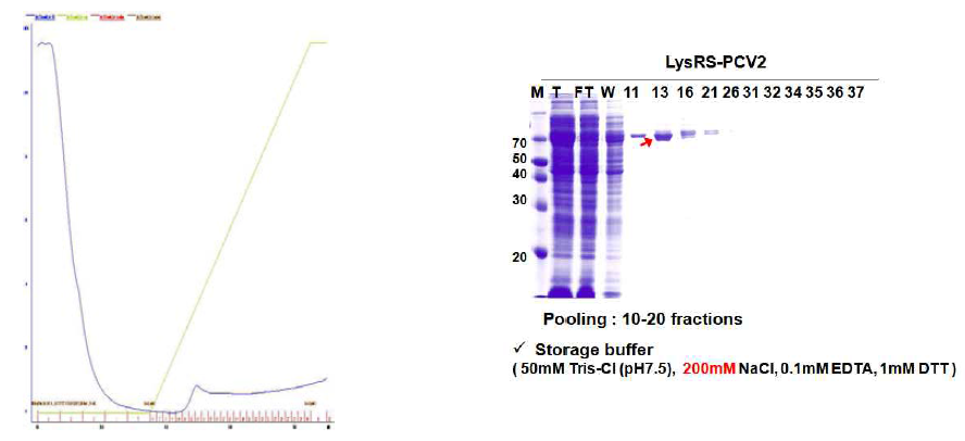 Purification of LysRS-PCV2 ORF2