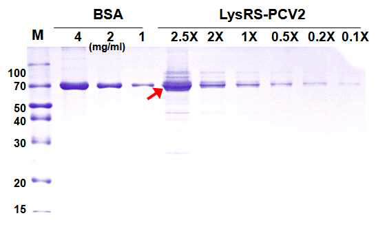 Quantification of LysRS-PCV2 ORF2