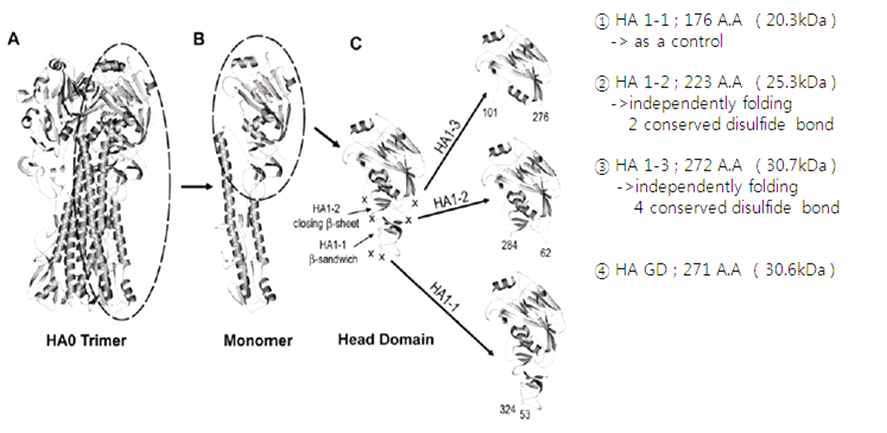 Truncated HA constructs