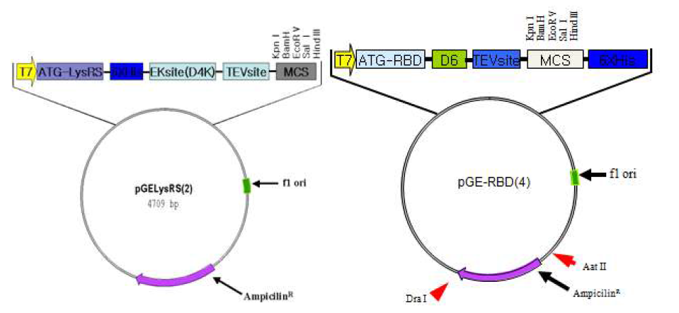 Schematic illustration of the expression vectors.