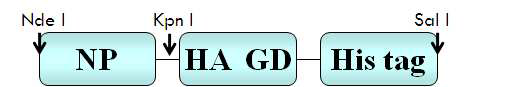 Schematic diagram construct of recombinant protein.