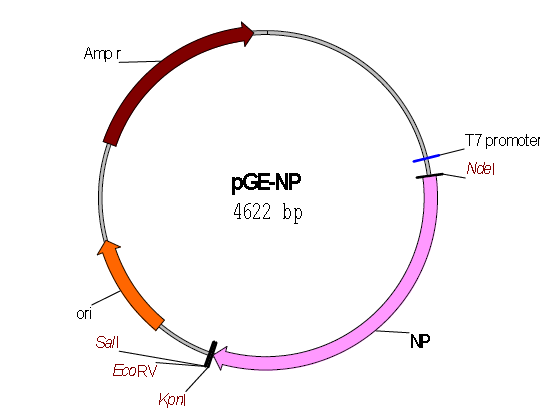 Schematic illustration of NP vector