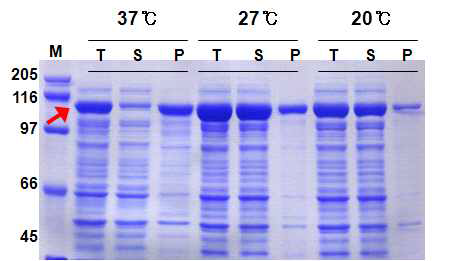 Expression of NP-HA