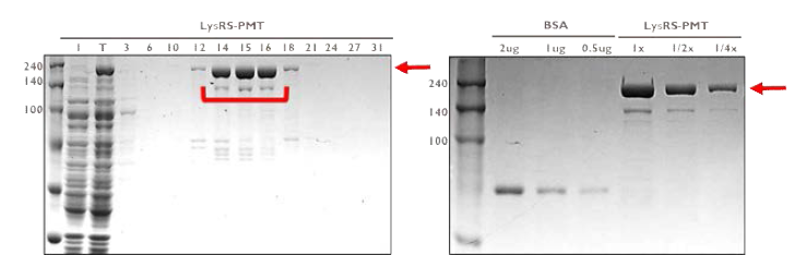 LysRS - tev site - PMT - 6xhis의 purification & Quantitation