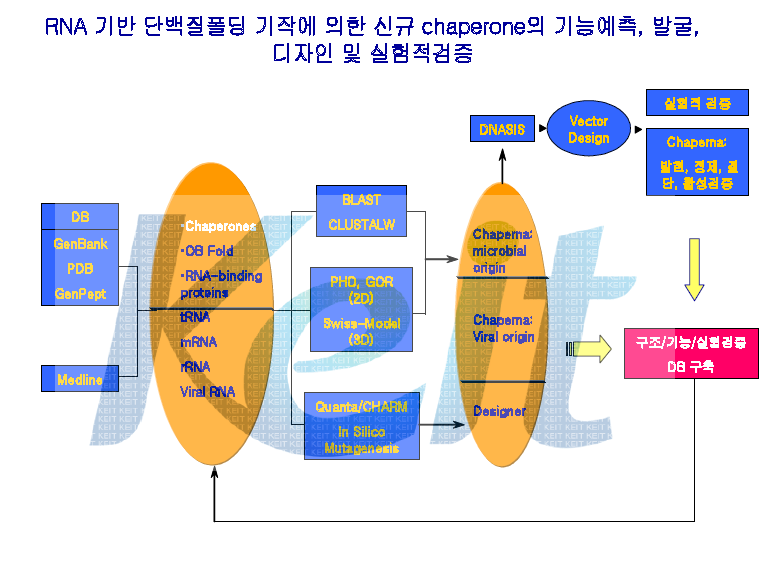 RNA 상호작용기반 신규 chaperone 개발