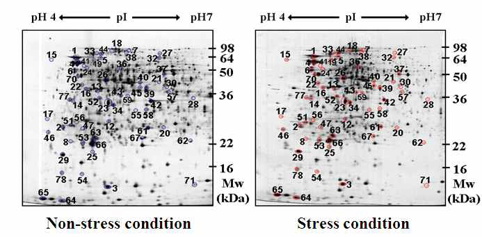 정상상태와 스트레스를 가한 상태의 대장균 단백질체 비교