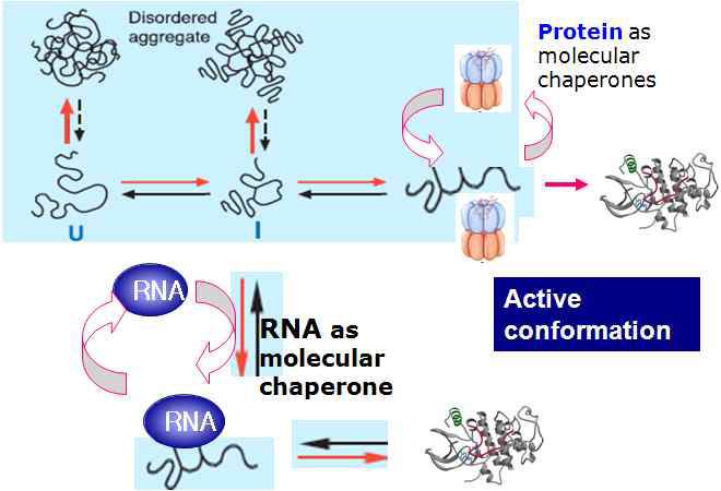 RNA mediated Protein folding