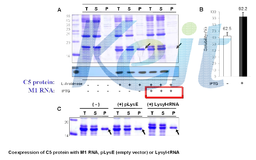 Coexpression of C5 protein with M1 RNA