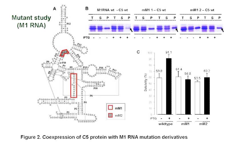 Coexpression of C5 protein with M1 RNA mutation derivatives