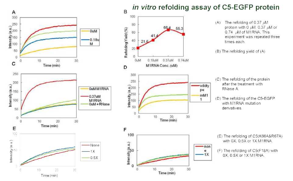 In vitro refolding assay of C5-EGFP protein with M1 RNA