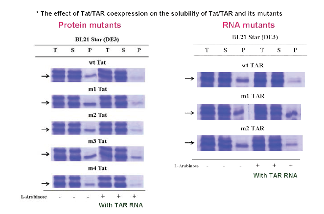 The effect of TAR RNA coexpression on the solubility of Tat protein