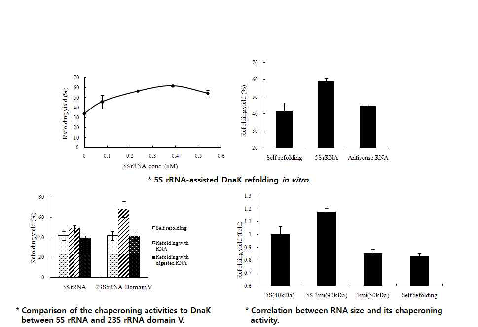 5S rRNA-assisted DnaK refolding