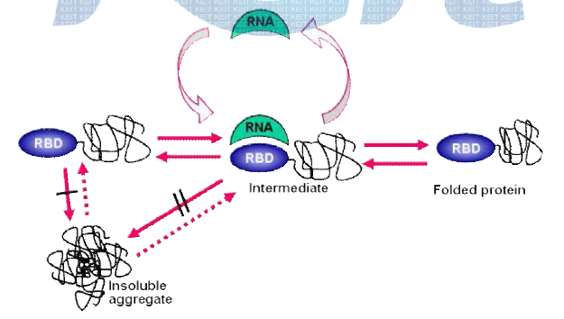 RNA mediated protein folding by RBD