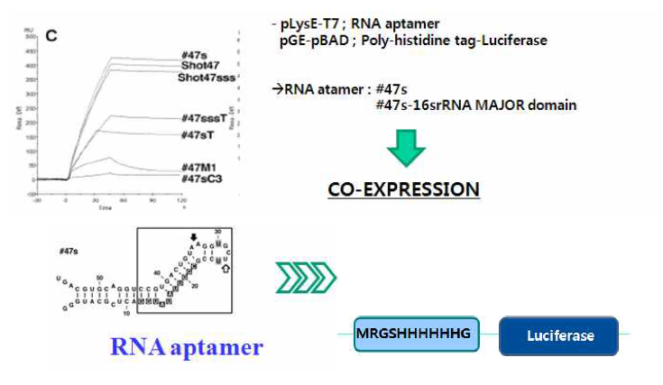 RNA aptamer (binding to polyhistidine-tag)