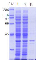 Protein expression host Rosetta control expression