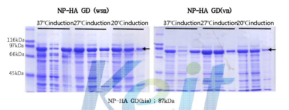 NP-HA Fusion protein expression