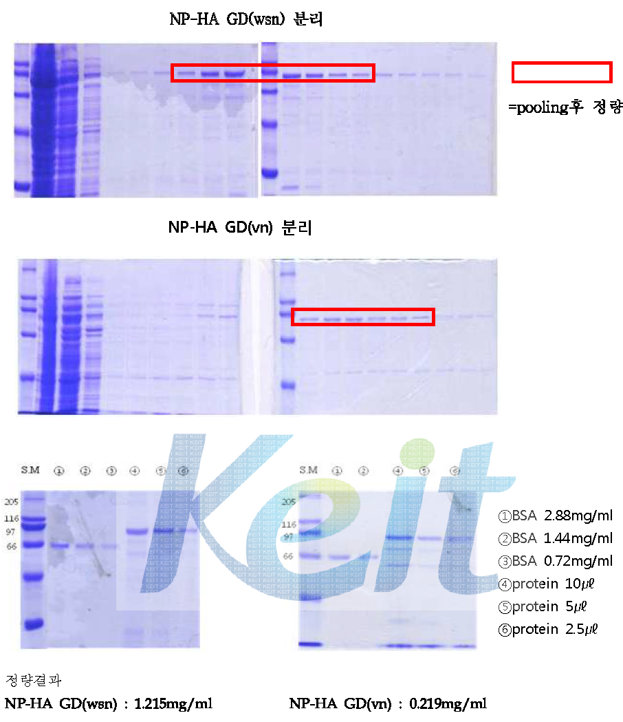 NP-HA(GD) Purification and Quantification