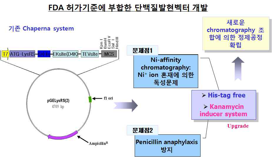 단백질신약 FDA 허가기준 산업용 Chaperna 단백질 발현벡터의최적화