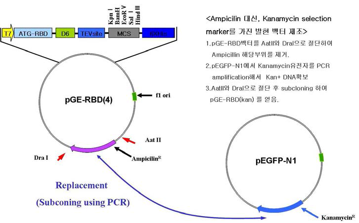 Kanamycin resistant gene을 가진 Chaperna 벡터 시스템 구축