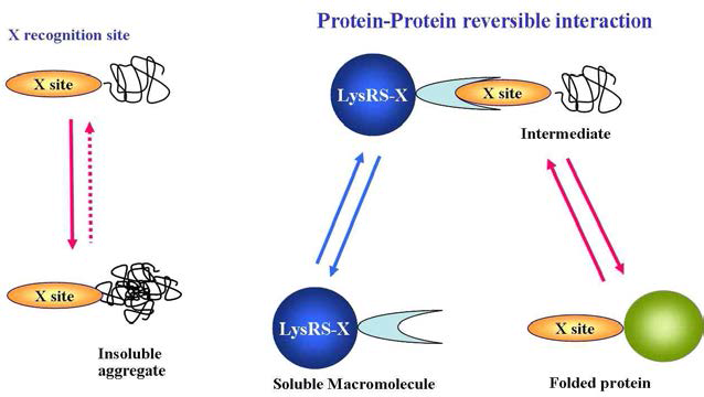 RBD와 protein-protein interaction에 의한 폴딩 시스템