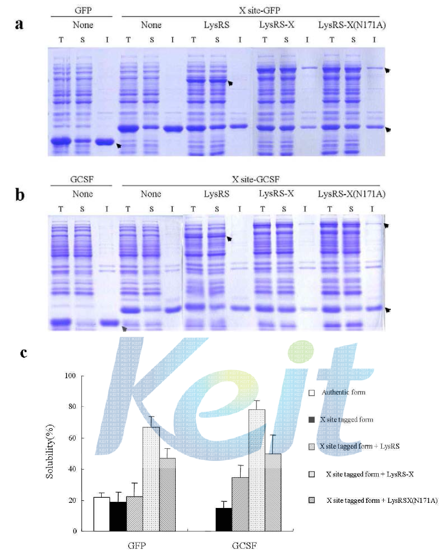 LysRS-X의 protein-protein interaction을 통한 chaperna 효과