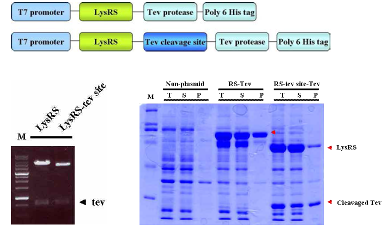 In vivo folding assay system을 구축하기 위한 연구의 construct와 발현