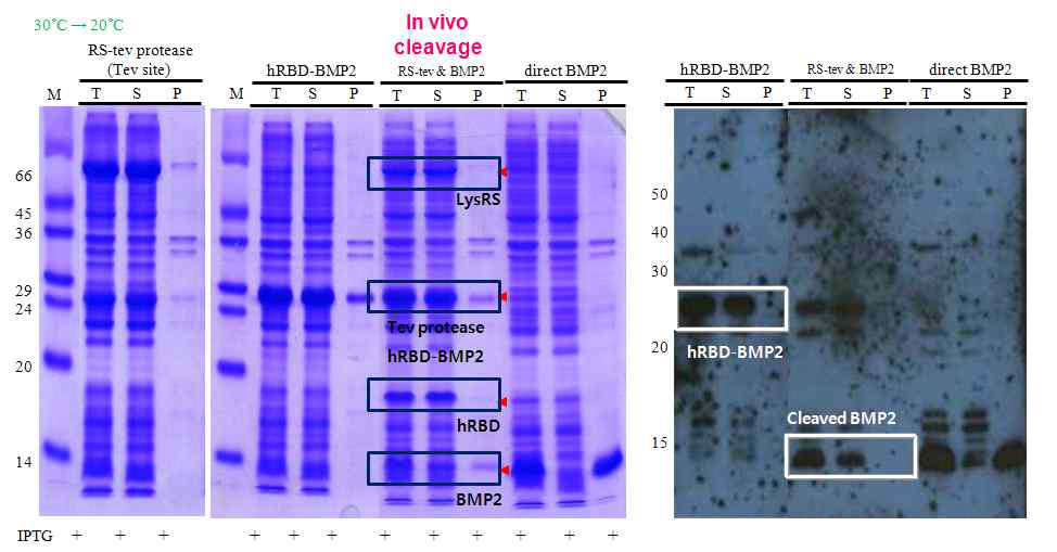 LysRS - tev site - tev protease (Amp+) 과 hRBD - tev site -BMP2 (Kan+) 의 co-transformation & expression.