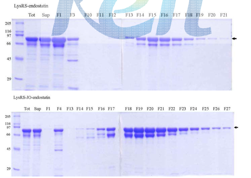 Purification of LysRS-endostatin and LysRS-Jo-endostatin