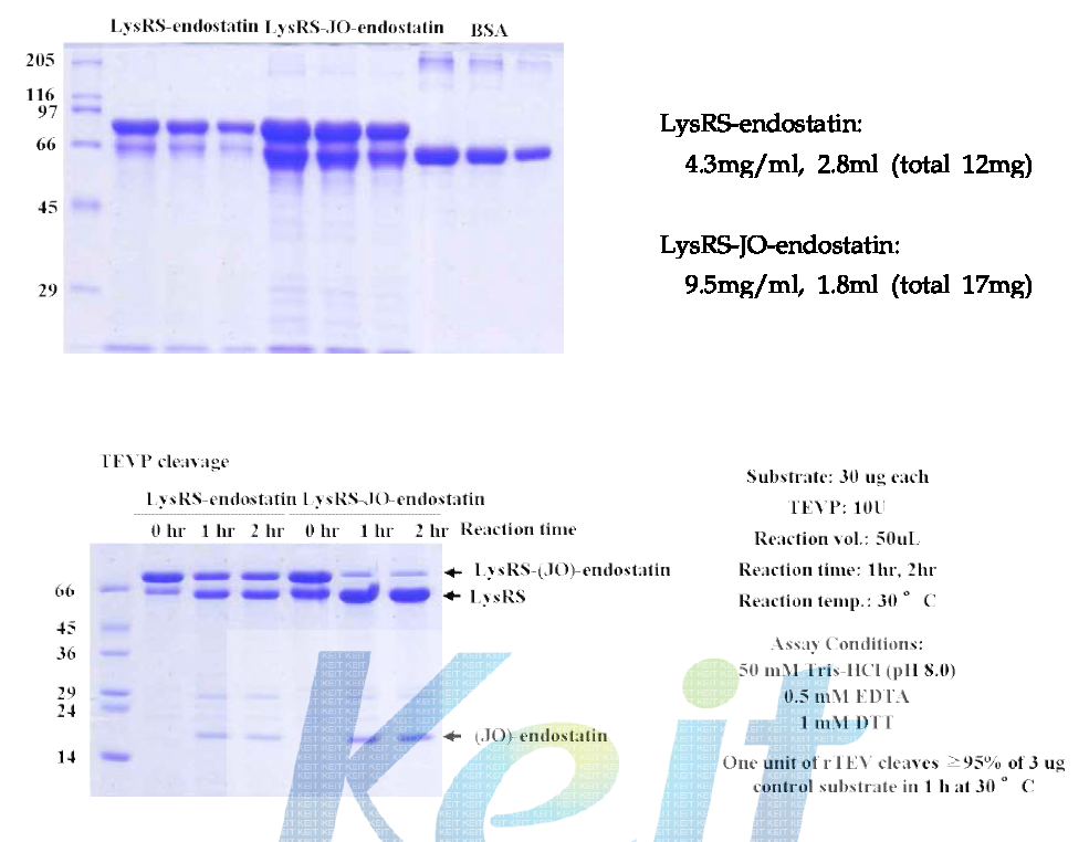 LysRS-endostatin의 정량 및 in vitro Tev cleavage