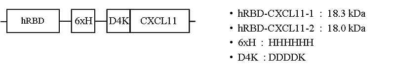 DNA Constructs of CXCL-11