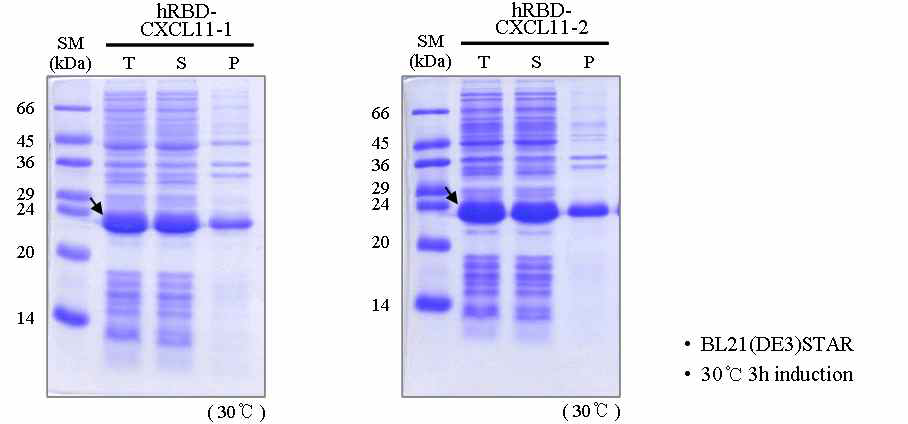 The expression of hRBD-CXCL-11