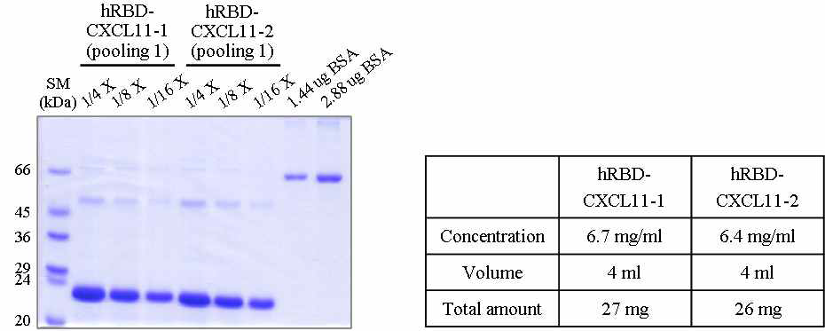 Quantification of hRBD-CXCL-11