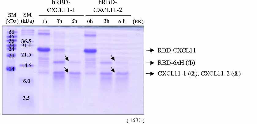 hRBD-CXCL11 cleavage using enterokinase.