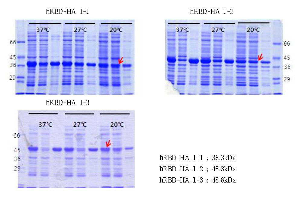 hRBD-truncated HA (indonesia) fusion protein expression