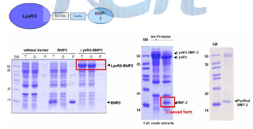 LysRS-BMP-2 단백질 발현과 절단을 통한 BMP-2 분리