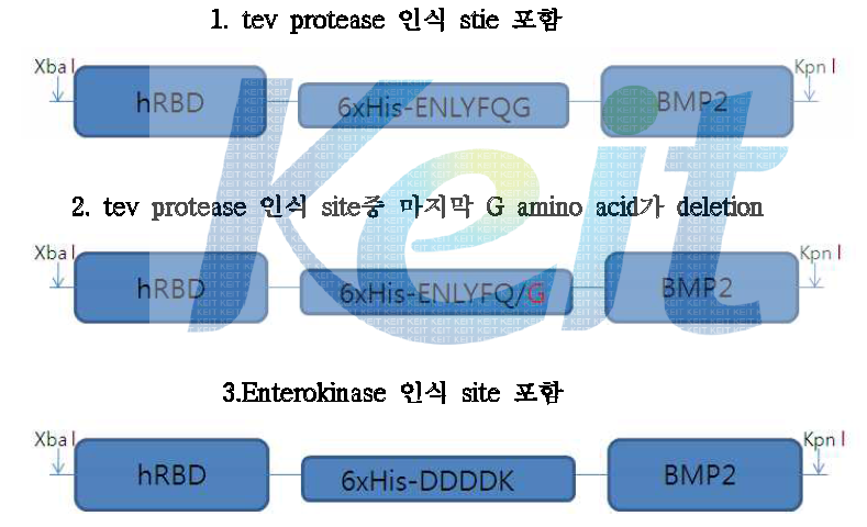 Schematic diagram construct of recombinant protein.