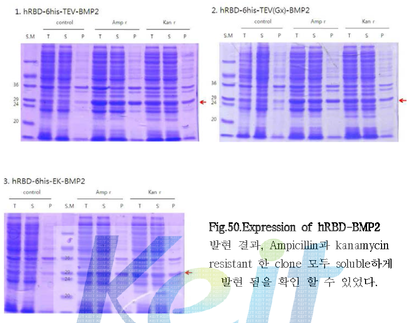 Expression of hRBD-BMP2 발현 결과, Ampicillin과 kanamycin resistant 한 clone 모두 soluble하게 발현 됨을 확인 할 수 있었다