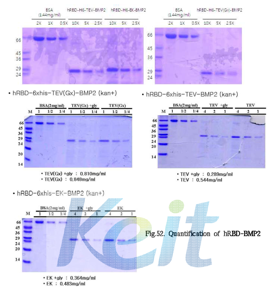 Quantification of hRBD-BMP2